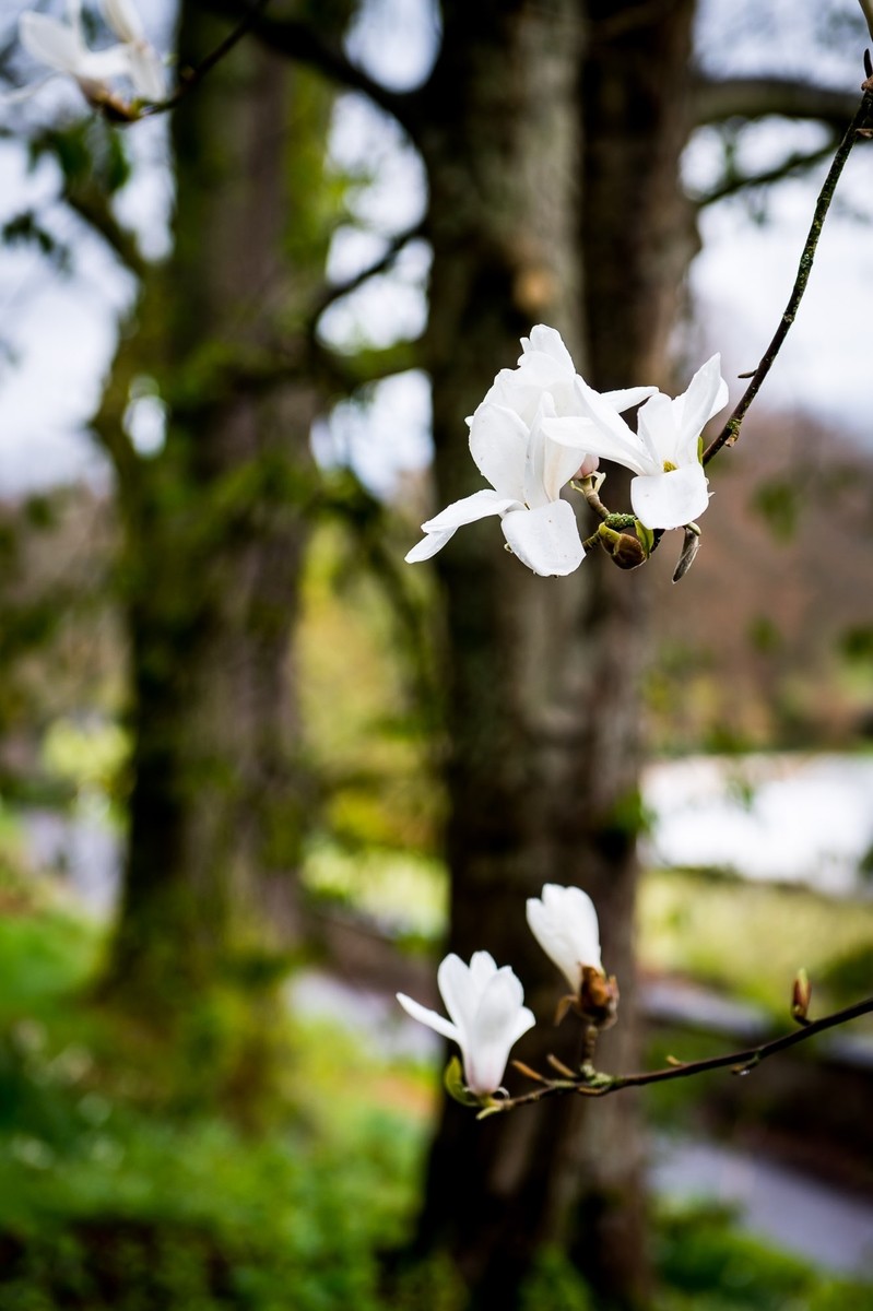 GLENDOICK REVIEW white blossom