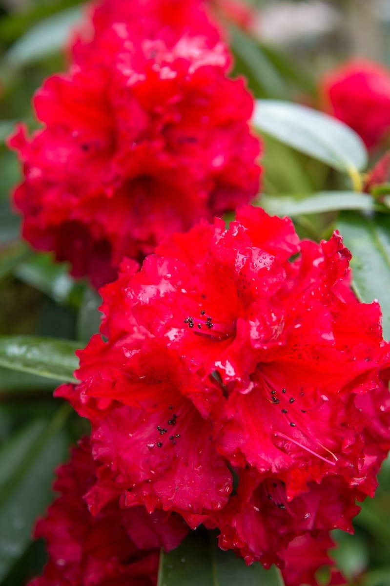 GLENDOICK REVIEW red rhododendron