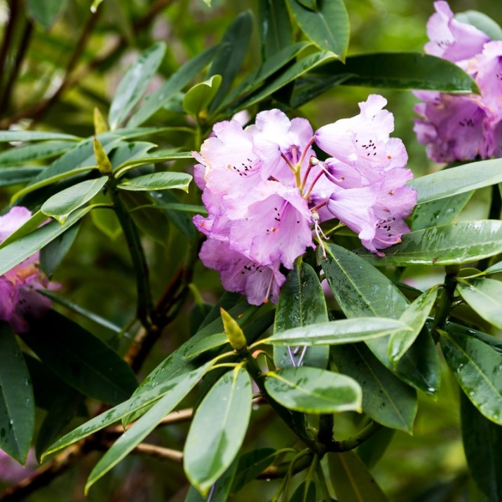 Lilac rhododendron blossom at Glendoick Garden Centre in Perthshire.
