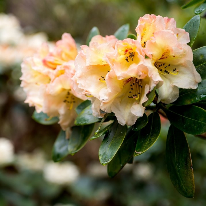 Yellow rhododendrons blossom in abundance at Glendoick Gardens