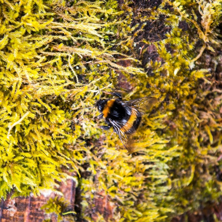 A bumble bee almost hidden in the Glendoick Gardens in Perth.