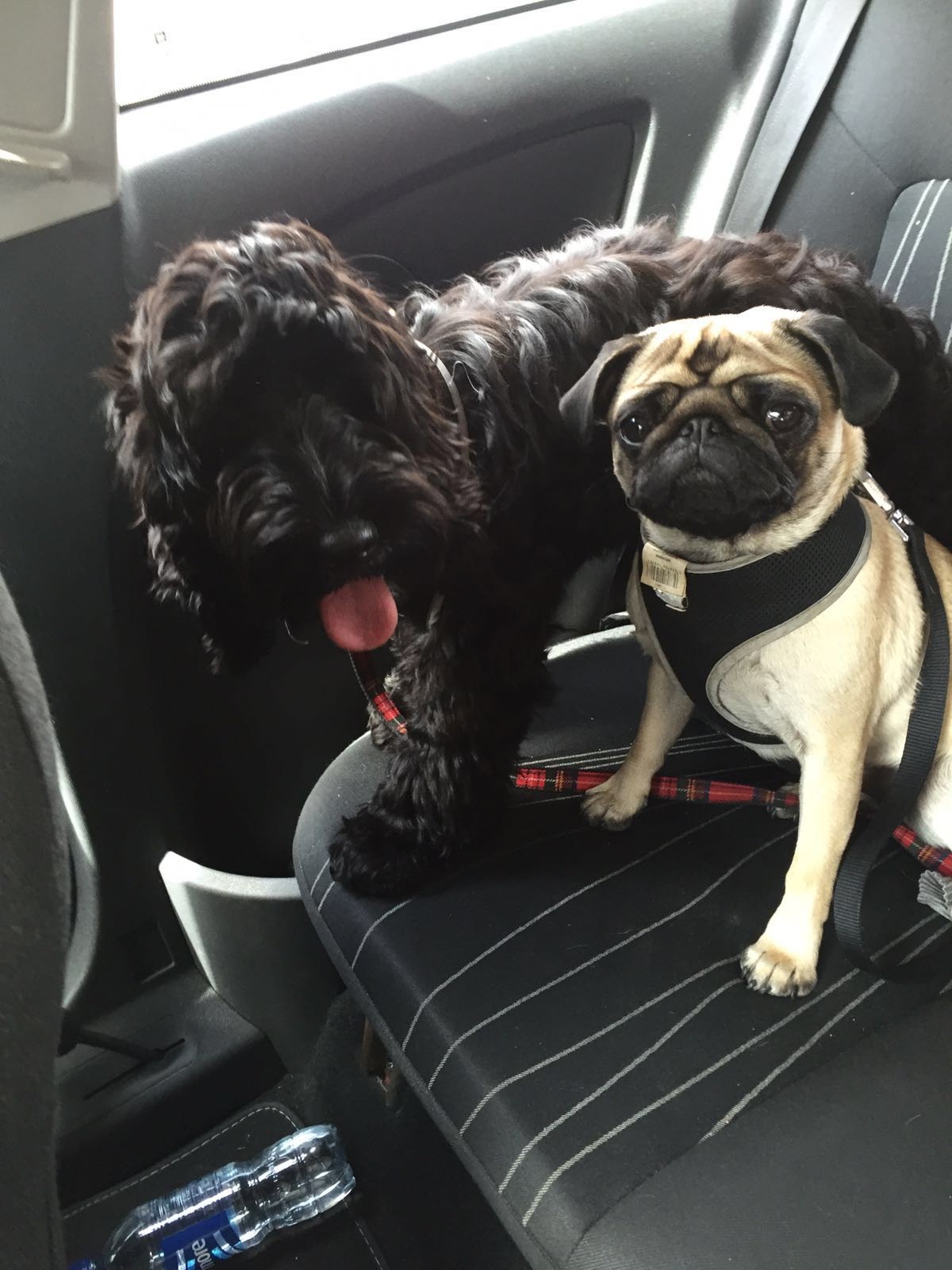 Hannah sent us in this adorable picture of Bo and Leia for Robert Burns 'The Twa Dugs'