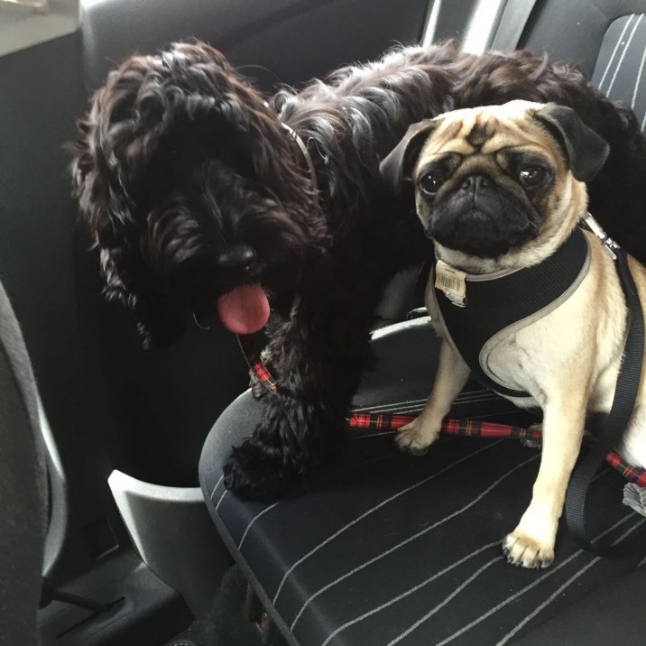 Hannah sent us in this adorable picture of Bo and Leia for Robert Burns 'The Twa Dugs'