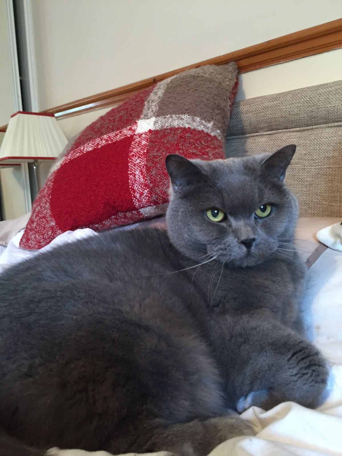 Anne sent us in this lovely picture of her cat Minky lazing on the bed. He looks really comfortable and territorial lying there!
