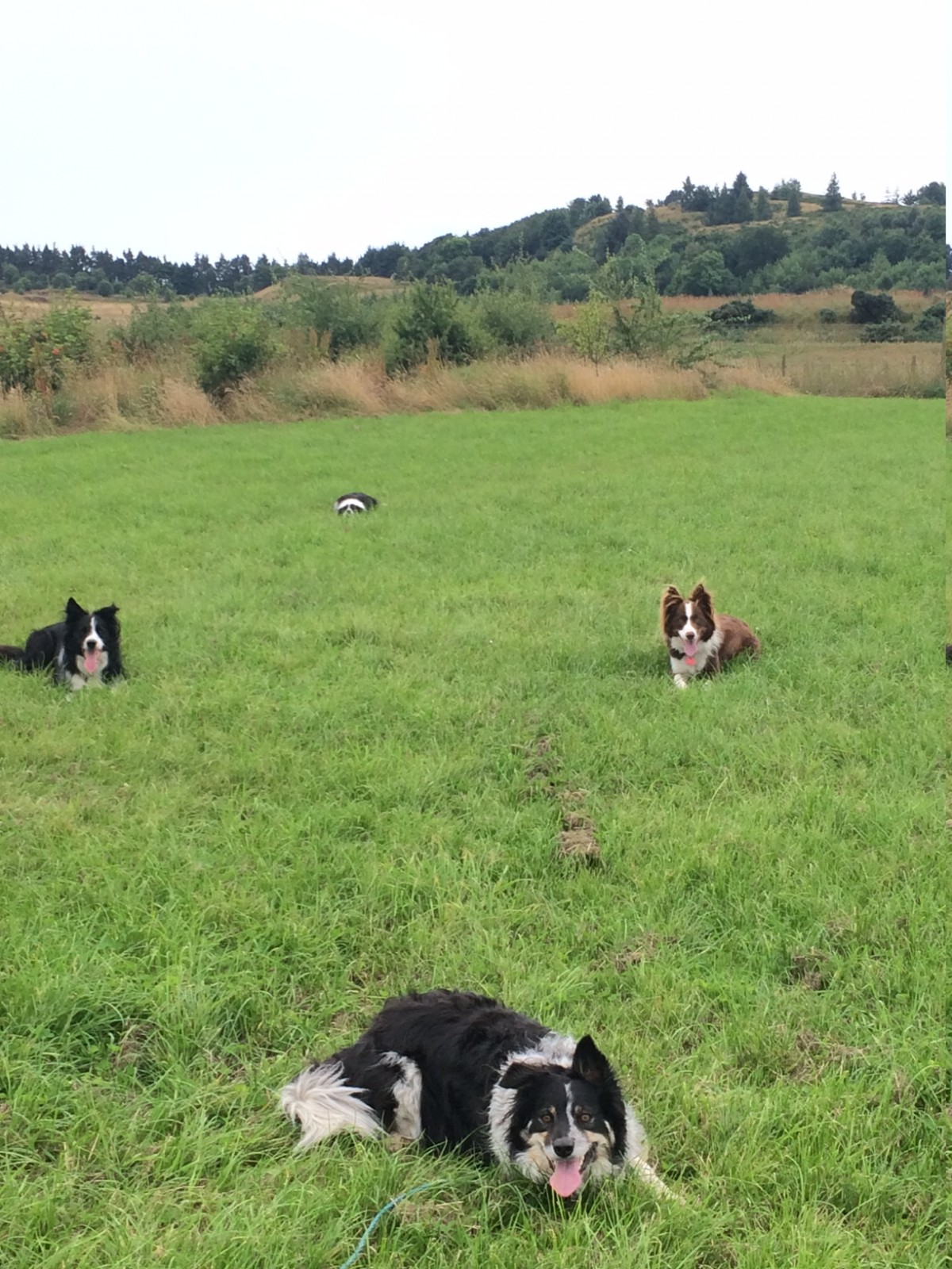 Thanks to Lynne for sending us in this diamond formation of Border Collies! Drift, Mist, Chase and Caley.  They must be super smart and obedient!