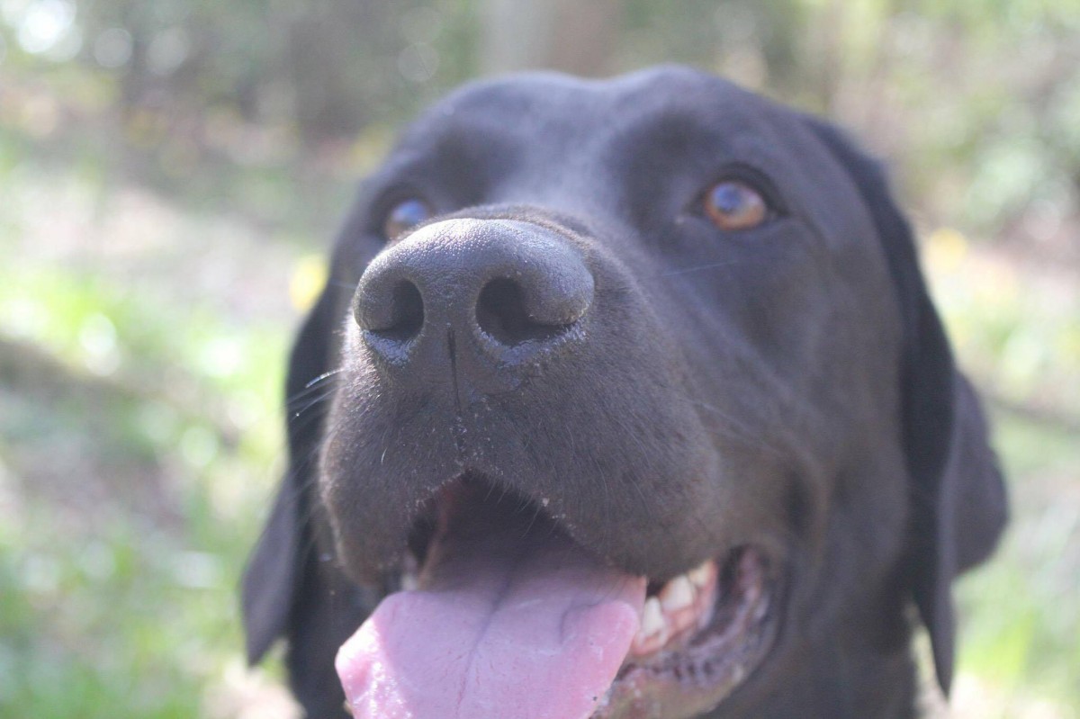 Aww Bailey is just gorgeous!! Thanks Brogan for sharing this beautiful picture.