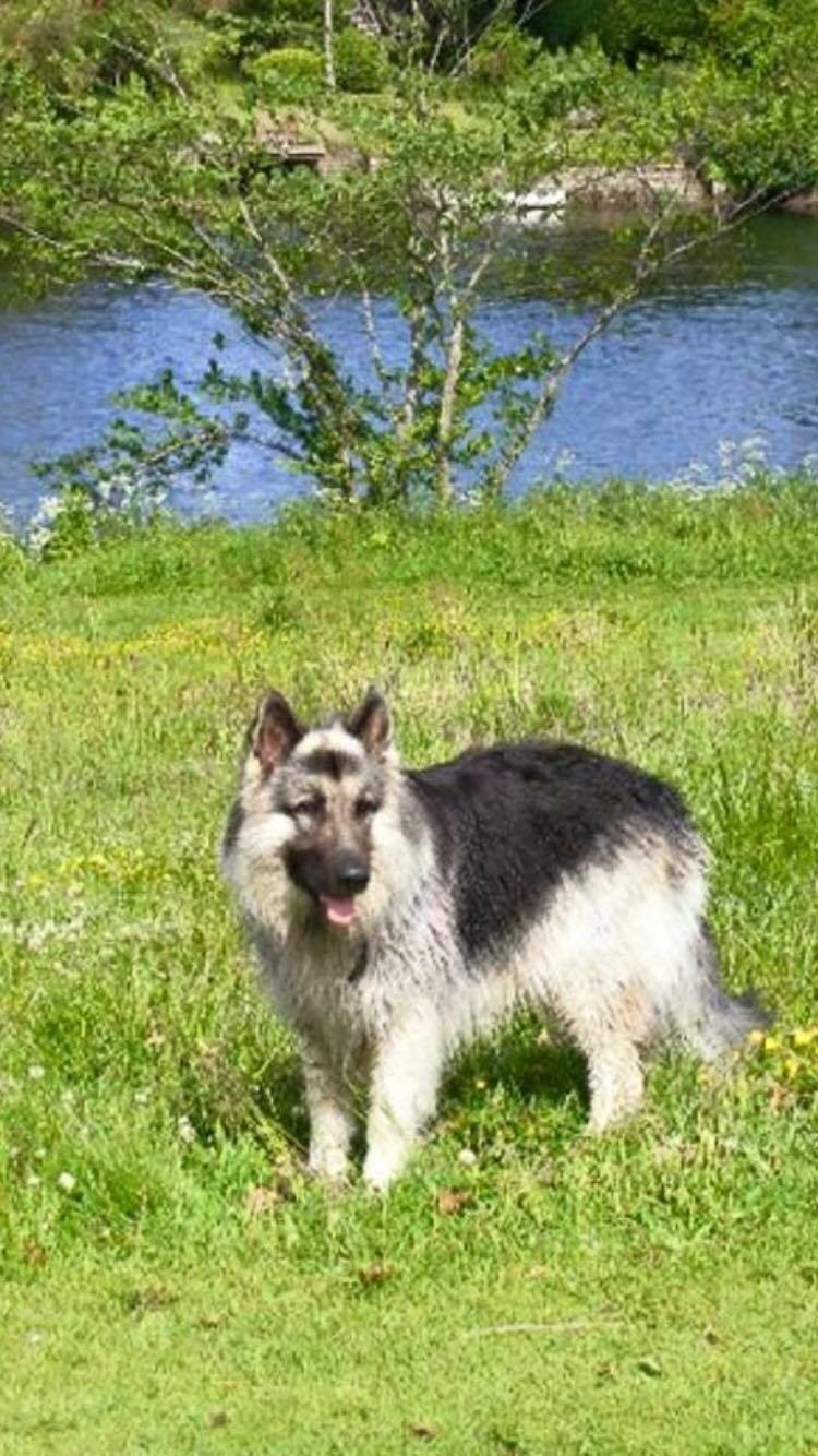Thanks to Brogan and Scott for sending this lovely picture of Reggie panting in the Sun.