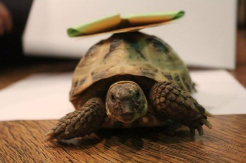 Kazik and Lukas have sent us this great picture of their Tortoise, aptly named Shelley! Shelley loves balancing things on her shell and in this picture she has a bookmark on her shell as she strolls around the living room!
