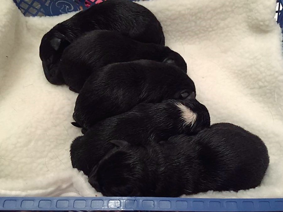 Thanks to Claire for sending us in this cute picture of her new brood of Kelpie Puppies! They are so cute, but she says that they are keeping her awake at night at the moment with all their howling!