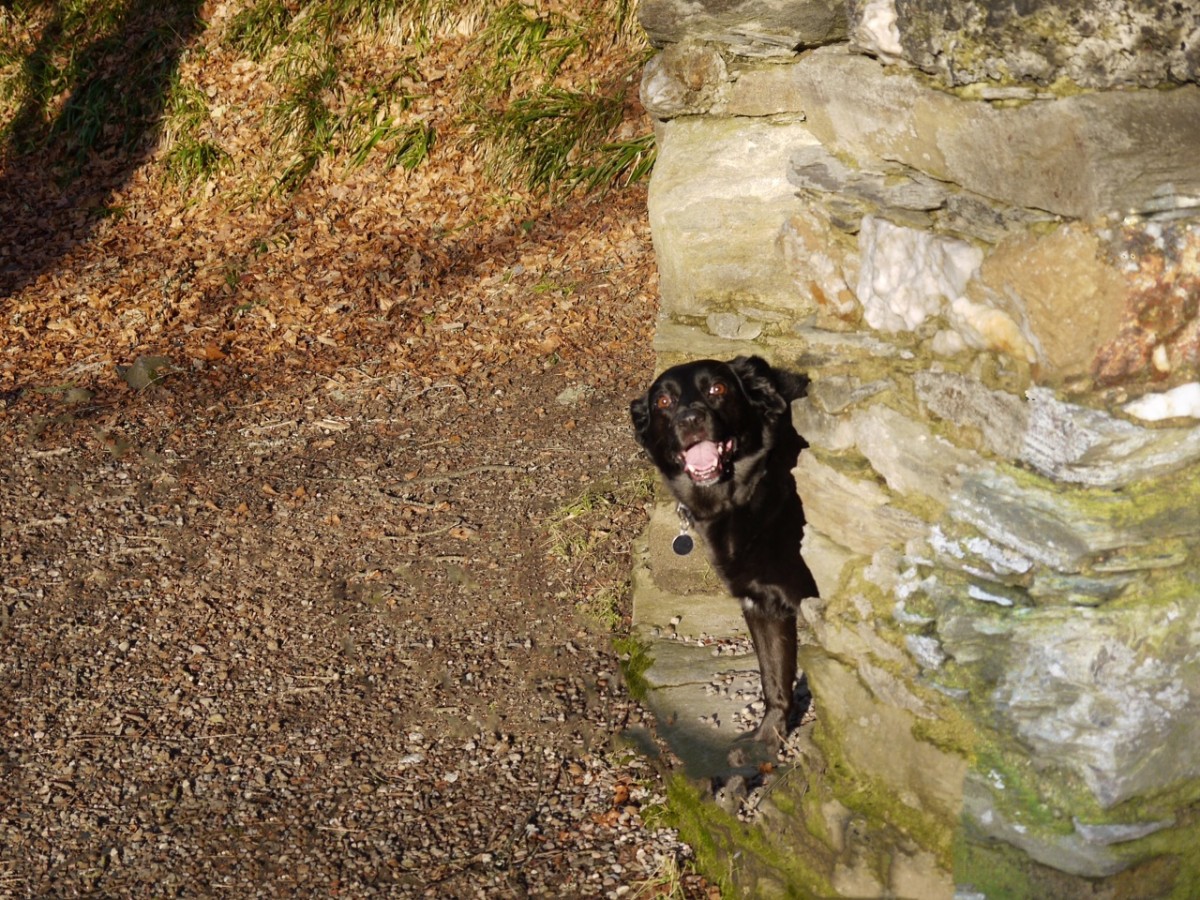 This picture really made us laugh!  How happy does Jazz the black Lab look here?? That's one amazing smile! Thanks Lynne for sharing this picture with us!