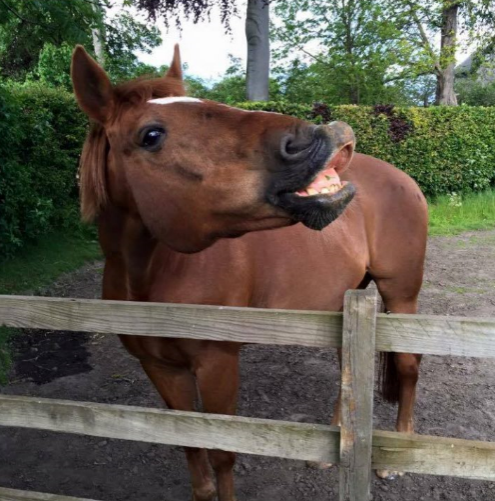 Brogan has sent this picture of her Horse Rebus. Now that's a great grin!