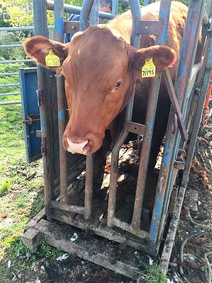 Living on a farm allows you to have an amazing brood of pets. Thanks Claire for sending this in.