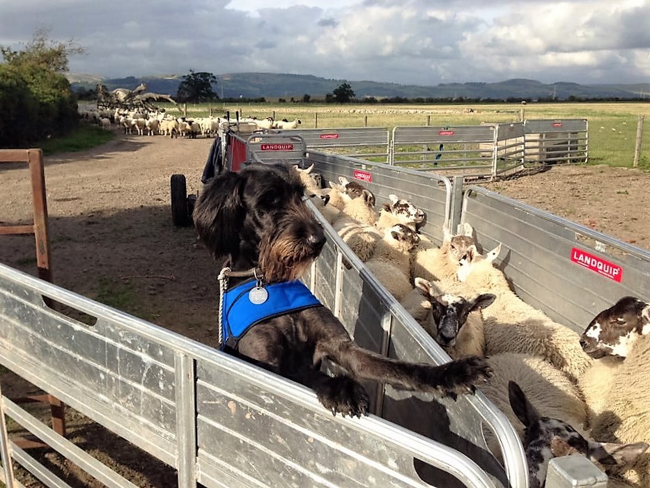 Fergus the Labradoodle has been described as the best dog in the world by his owner Claire.  He looks like a super dog here anyway!