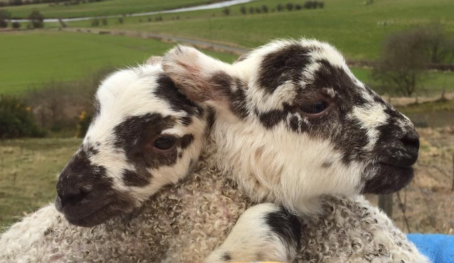 Twin Scotch Mule Lambs at Dupplin Estate, Forteviot. They are so cute, look at them cuddling each other, sibling love!