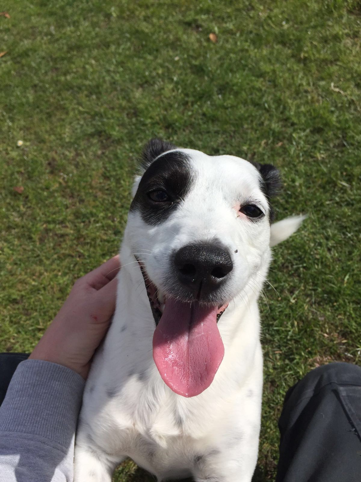 Aww thanks to Ally for sending in this picture of Lola the Jack Russell playing in the garden, she looks so cute and happy!