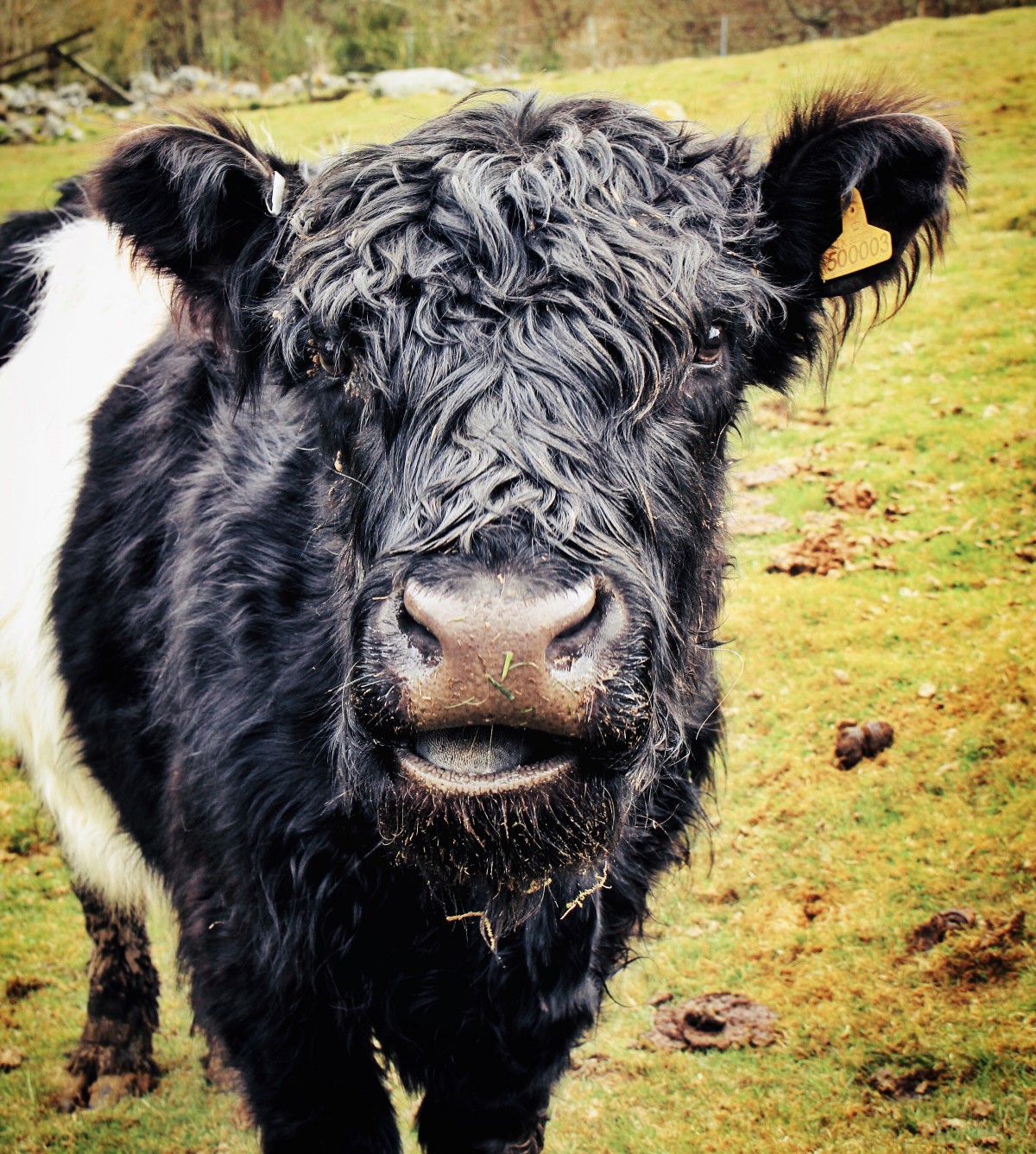 Inquisitive Cow at Borland Farm, Glenshee @kristyashton