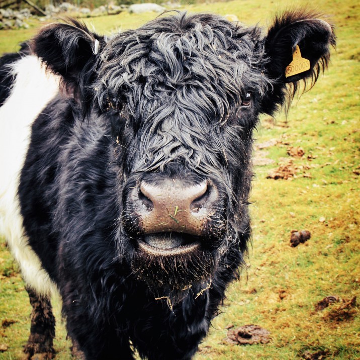 Inquisitive Cow at Borland Farm, Glenshee @kristyashton