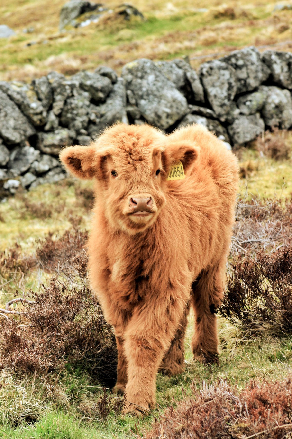 Baby coo at Borland Farm, Glenshee @kristyashton