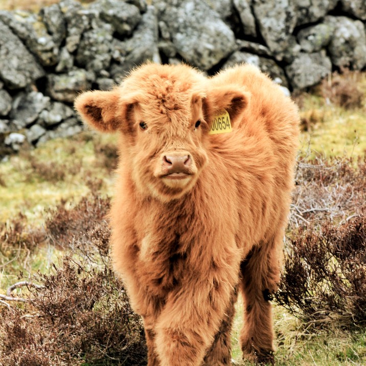 Baby coo at Borland Farm, Glenshee @kristyashton