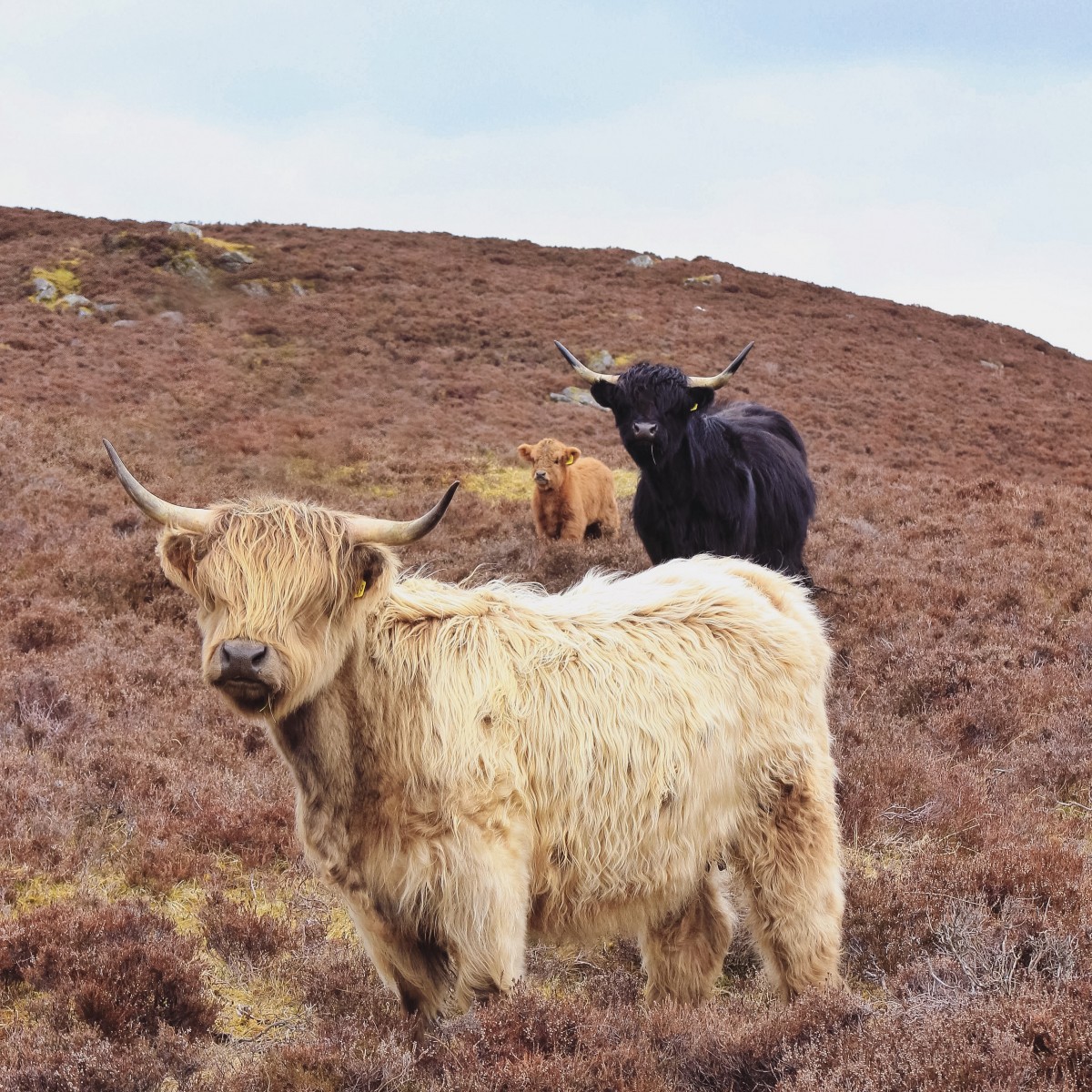 Highlands in the heather, Borland Farm, Glenshee @kristyashton