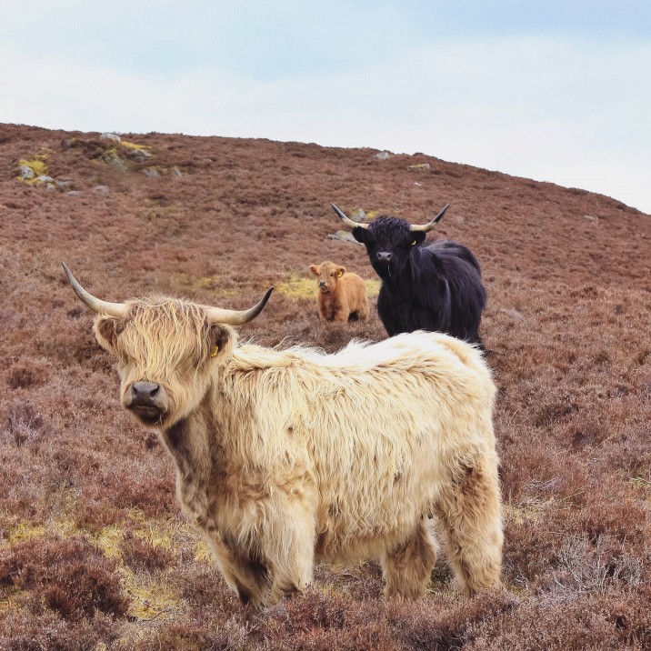 Highlands in the heather, Borland Farm, Glenshee @kristyashton