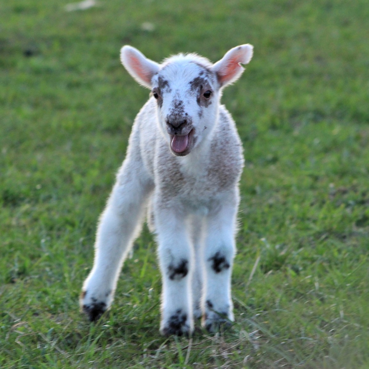 Baaaaa ing for Mum, Errol @kristyashton
