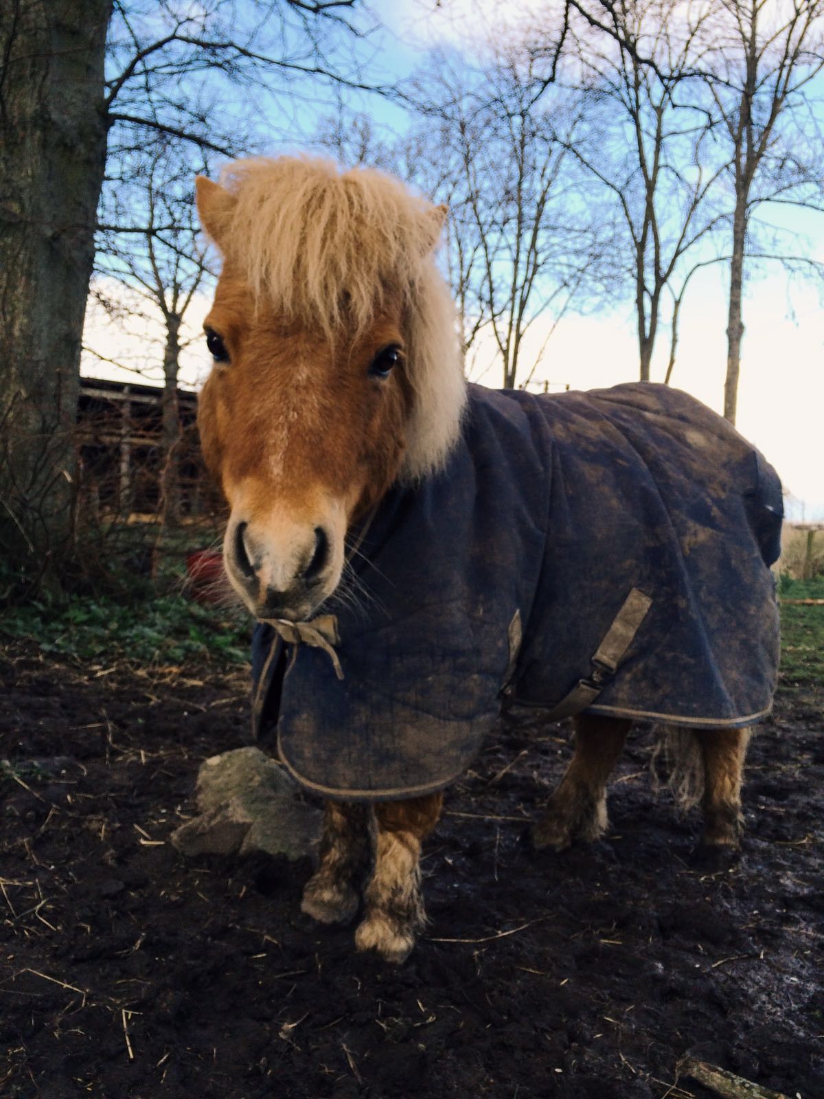 Shetland Cutie, Errol @iangblack