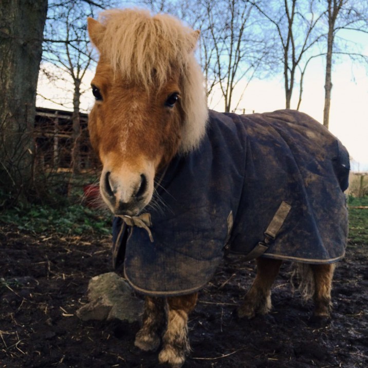 Shetland Cutie, Errol @iangblack