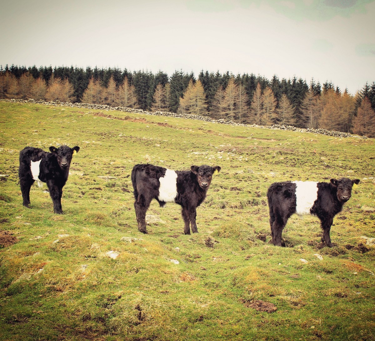 A trio of cows, Borland Farm, Glenshee