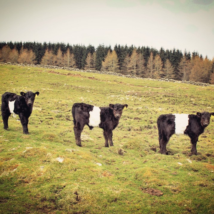 A trio of cows, Borland Farm, Glenshee