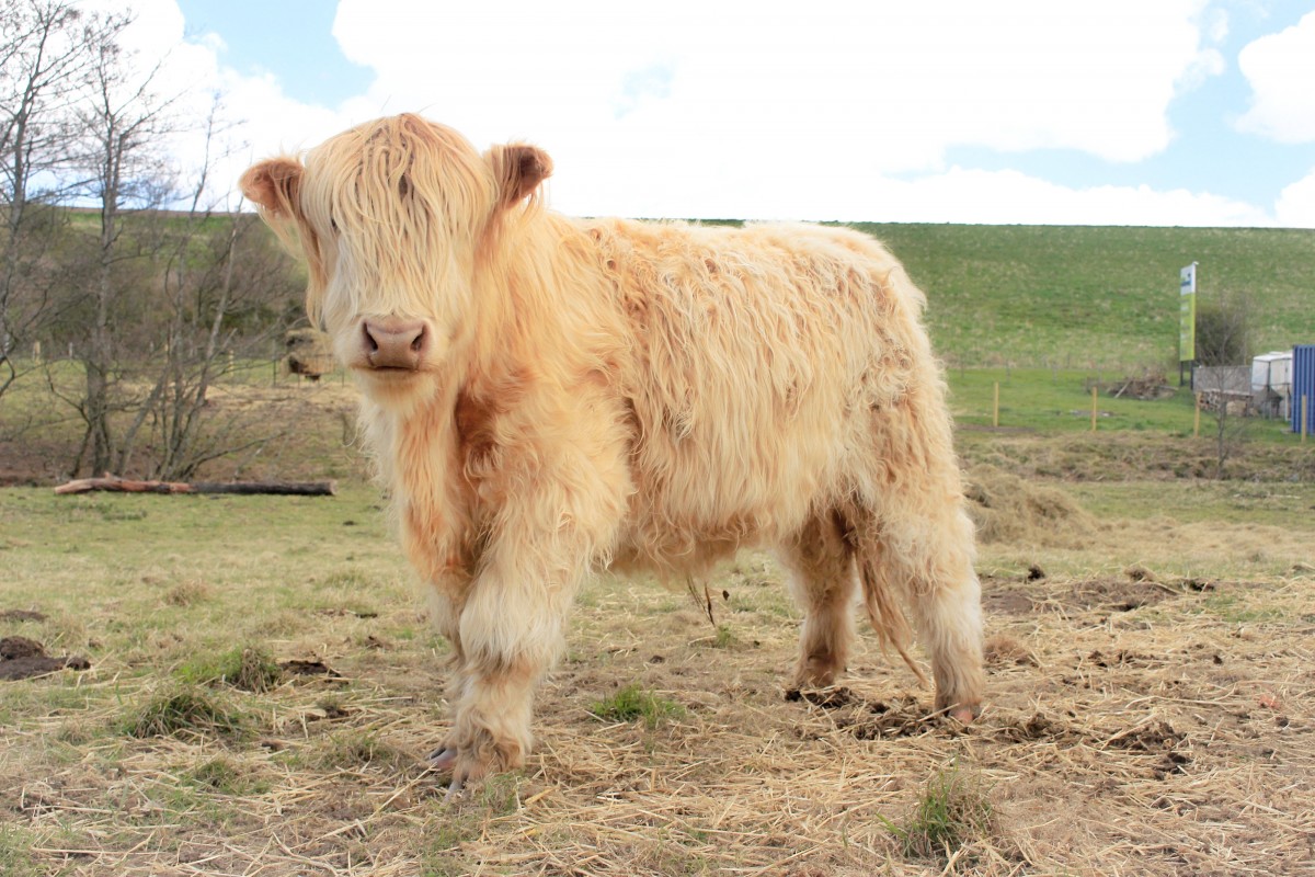 Cow beauty, Perthshire Visitor Centre, Bankfoot @kristyashton