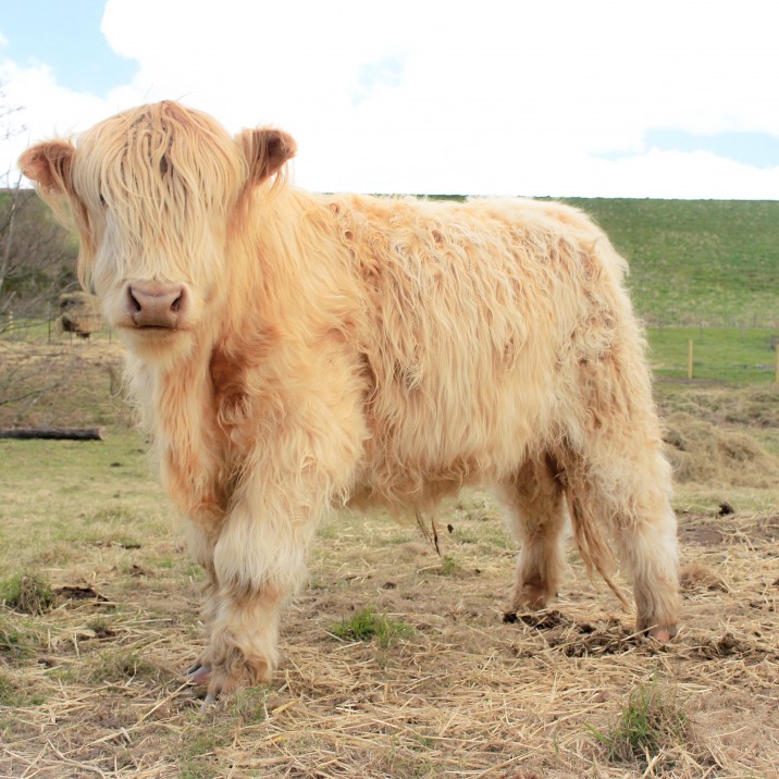 Cow beauty, Perthshire Visitor Centre, Bankfoot @kristyashton