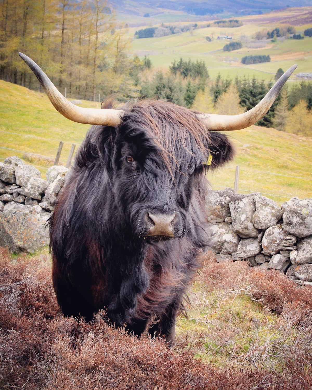 Black Beauty, Borland Farm, Glenshee @kristyashton