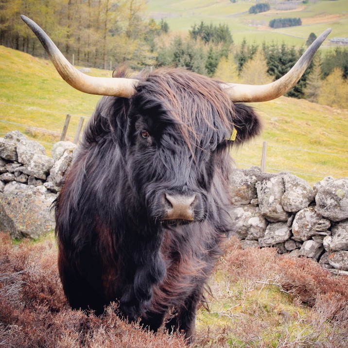Black Beauty, Borland Farm, Glenshee @kristyashton