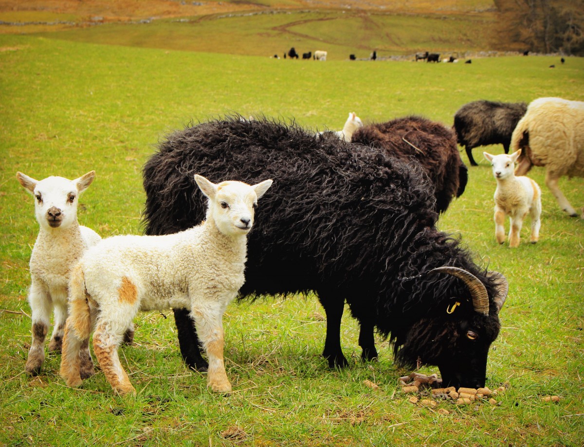 Spring Lamb, Borland Farm, Glenshee @kristyashton