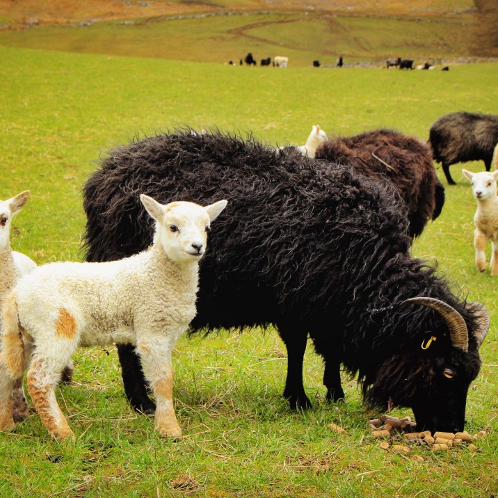 Spring Lamb, Borland Farm, Glenshee @kristyashton