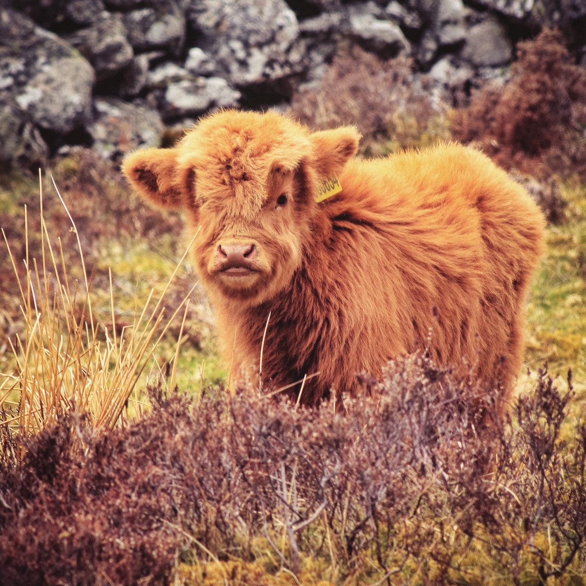 Hiding behind the heather, Borland Farm, Glenshee @kristyashton