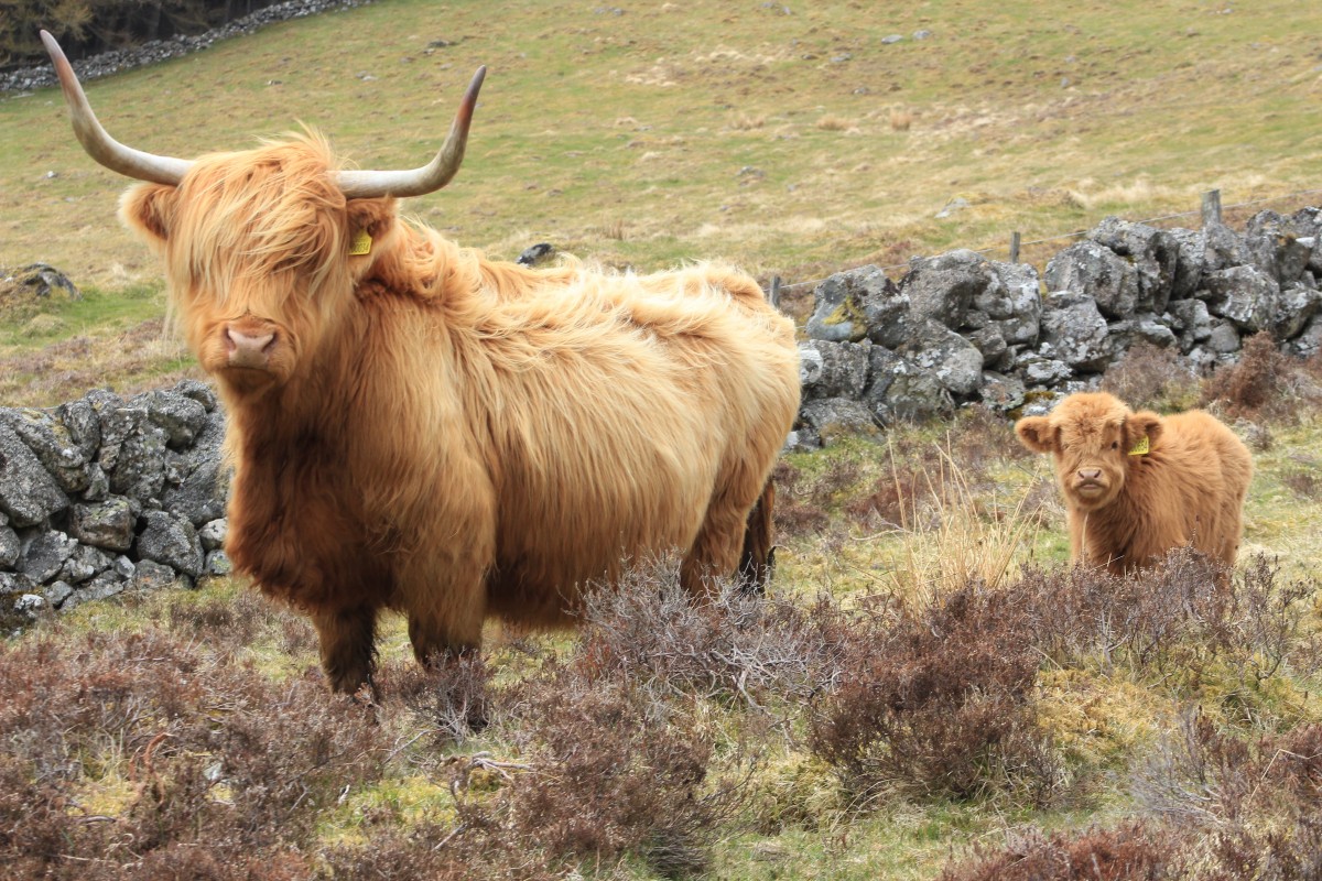 Mum and baby, Borland Farm, Glenshee @kristyashton