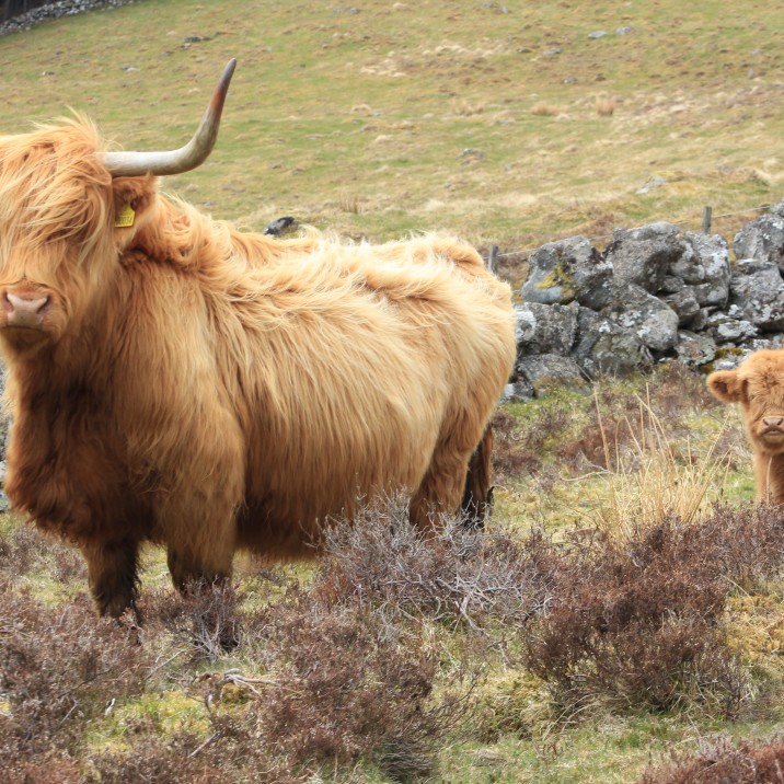 Mum and baby, Borland Farm, Glenshee @kristyashton