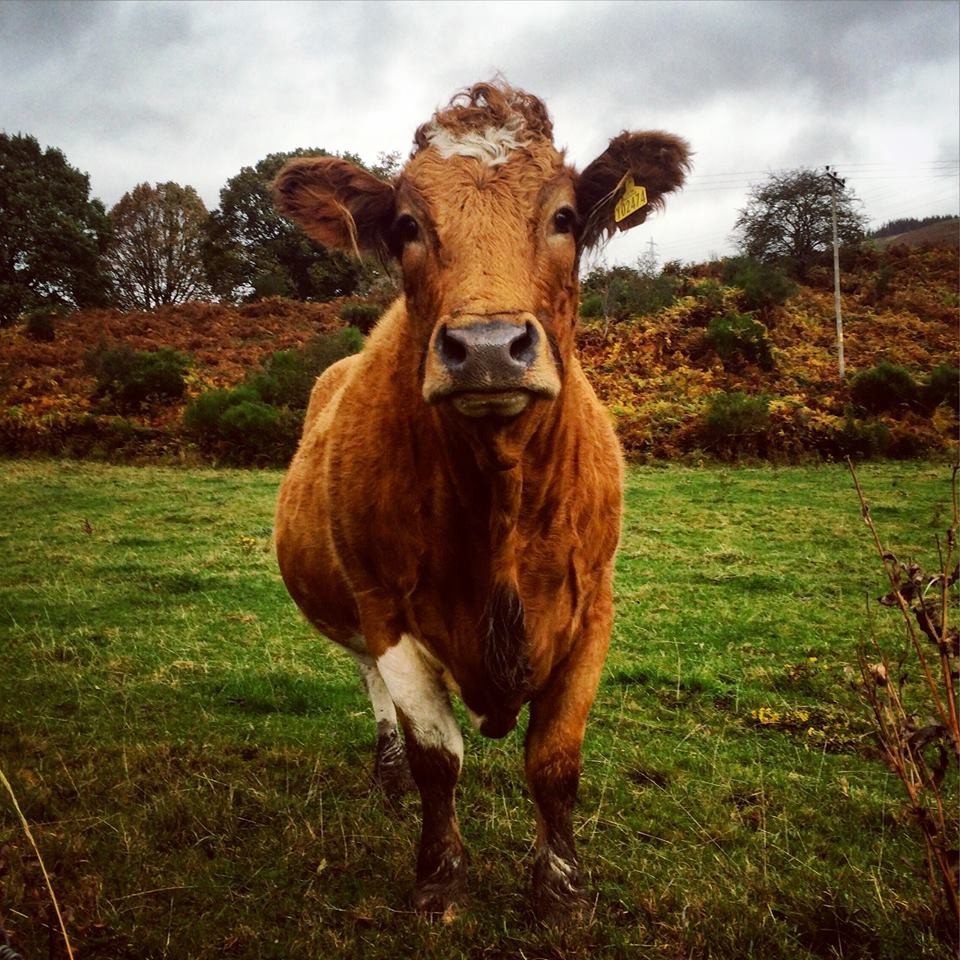 An inquisitive cow in Keltneyburn @little.scottish.one