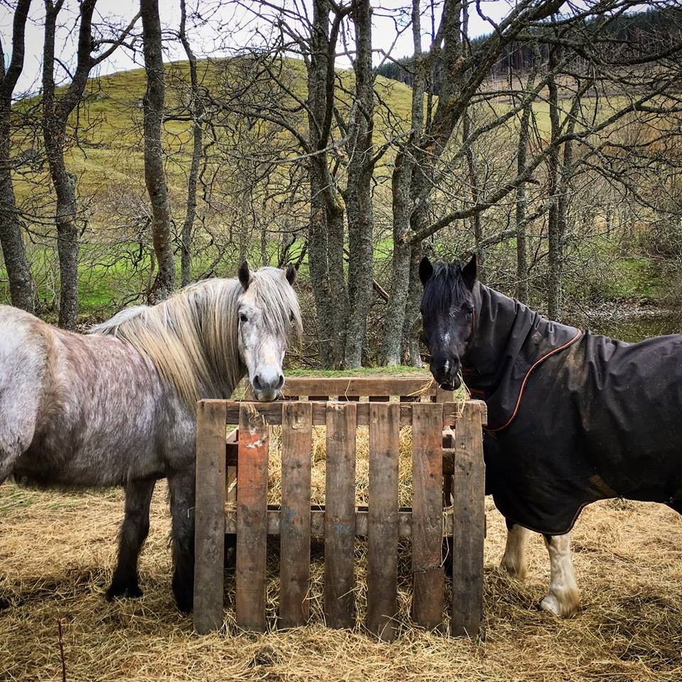 Fortingall Horses @little.scottish.one