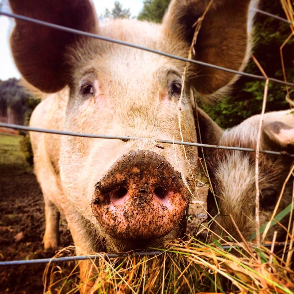 Happy as a pig in mud, Loch Tay @little.scottish.one