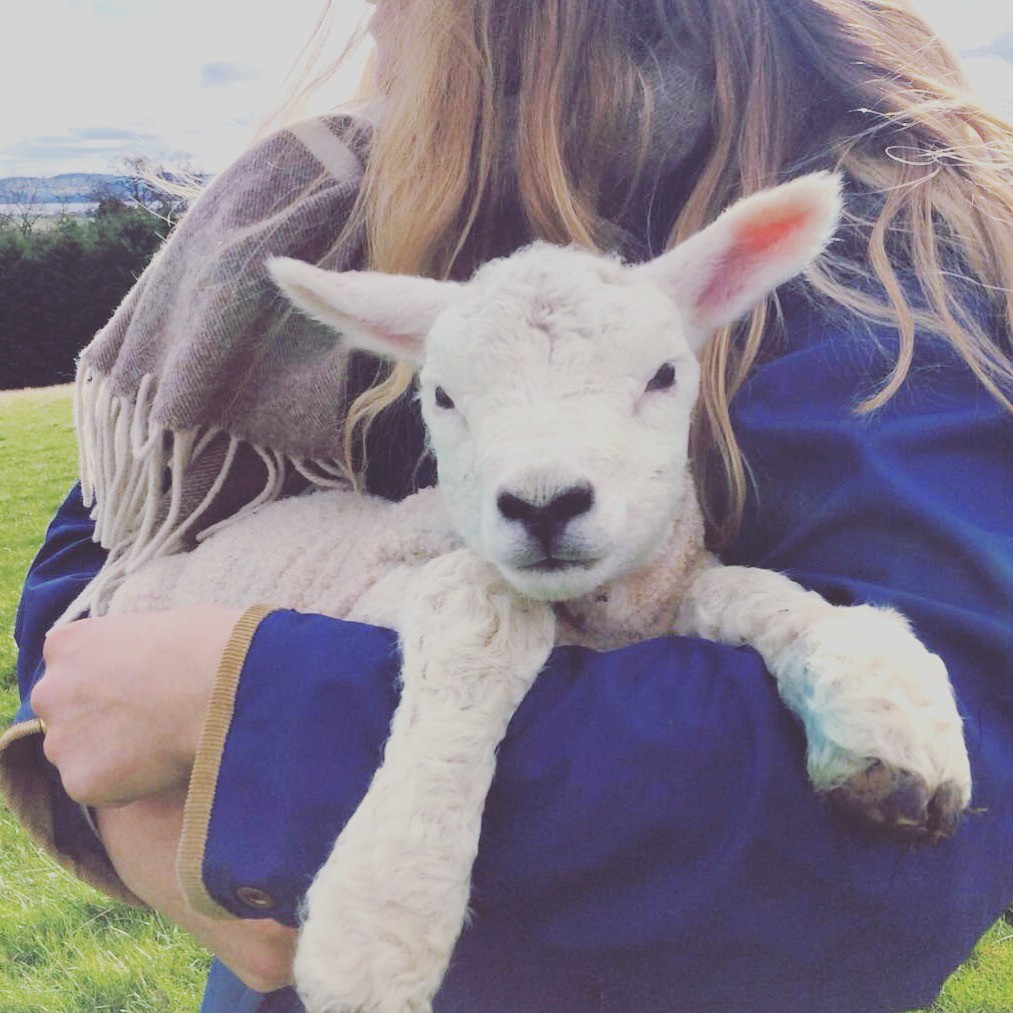 Cute lamb at Guardswell farm, Abernyte @guardswellfarm