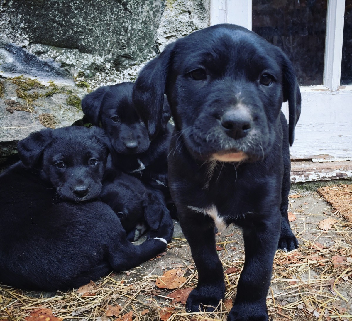 Puppies at Borland Farm, Glensheet @kristyashton