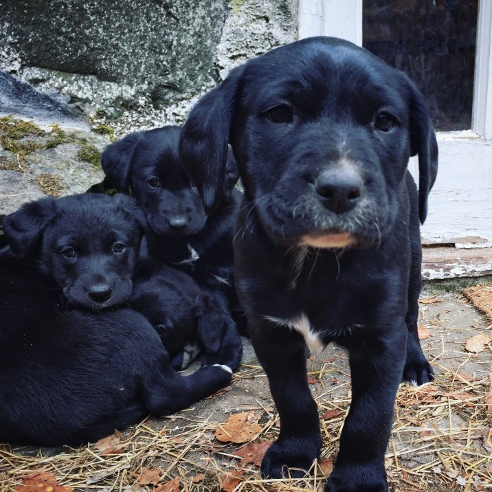 Puppies at Borland Farm, Glensheet @kristyashton