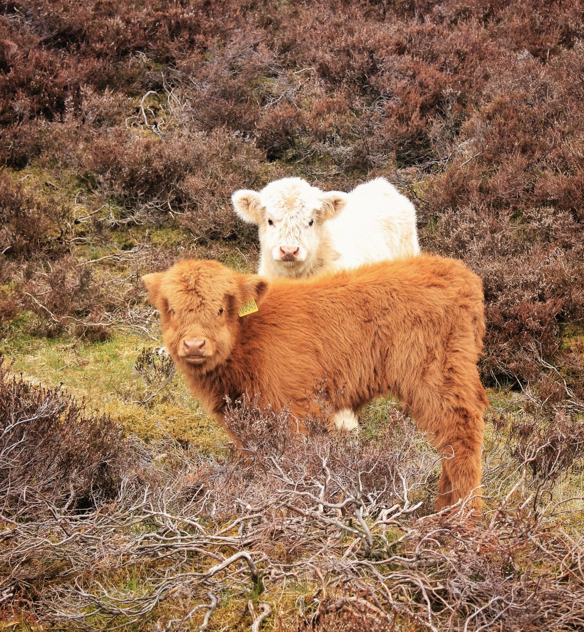 Borland Farm, Glenshee beauties @kristyashton