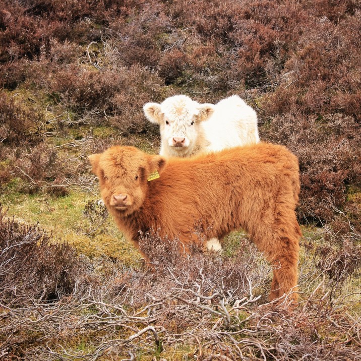 Borland Farm, Glenshee beauties @kristyashton