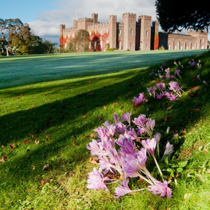 Lots of beautiful species of plants and flowers bloom in the fertile grounds of Scone Palace.