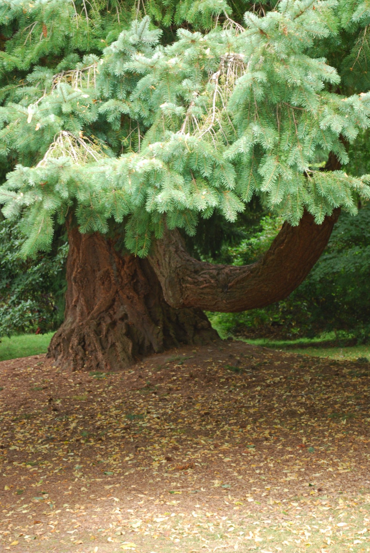 David Douglas was born in the village of Scone in 1799 and worked as a gardener at Scone Palace for seven years. Douglas went on to become an explorer and a great plant hunter and the Douglas Fir is named after him.