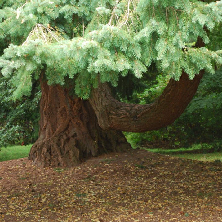 David Douglas was born in the village of Scone in 1799 and worked as a gardener at Scone Palace for seven years. Douglas went on to become an explorer and a great plant hunter and the Douglas Fir is named after him.